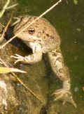 Pelophylax cf. bedriagae